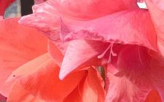 中兴AXON手机的拍照性能的详细介绍