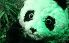 中兴AXON手机的拍照性能的详细介绍