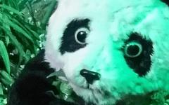 中兴AXON手机的拍照性能的详细介绍