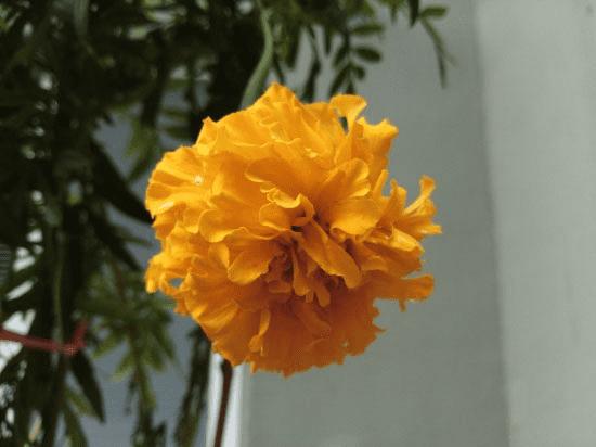 中兴威武3青春版图文版的详细介绍