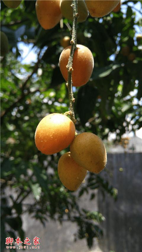 努比亚Z9手机在长期使用下的评价