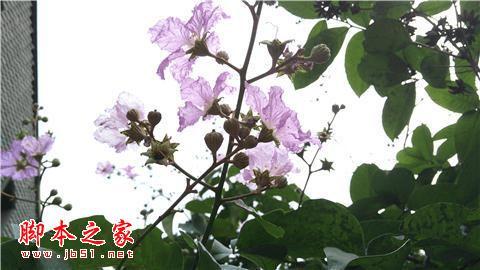 努比亚Z9手机在长期使用下的评价