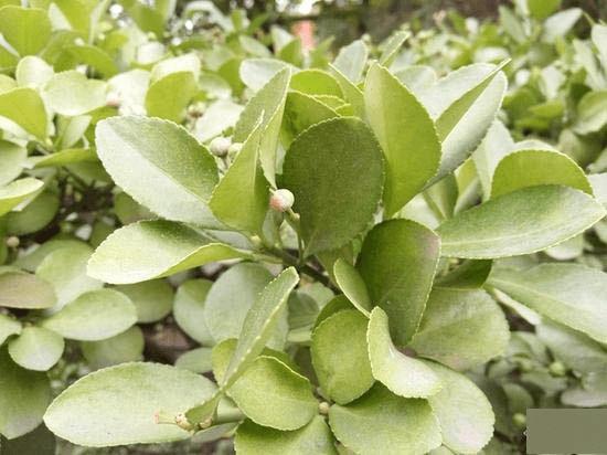 红米Note2高配版手机的全性能评测