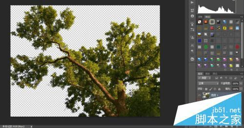 如何使用PS抠出—棵大树?
