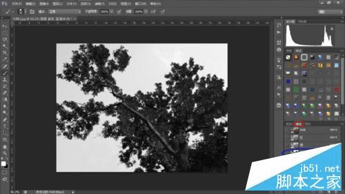 如何使用PS抠出—棵大树?