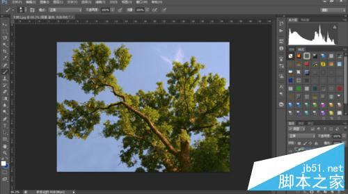 如何使用PS抠出—棵大树?