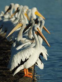 ��ô���м��ɵ���Ӱ��