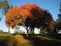 ��ô���м��ɵ���Ӱ��