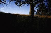 ��ô���м��ɵ���Ӱ��