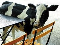 ��ô���м��ɵ���Ӱ��