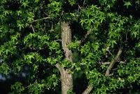 ��ô���м��ɵ���Ӱ��