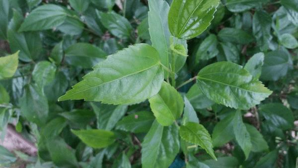 三星Galaxy On7的性能如何?