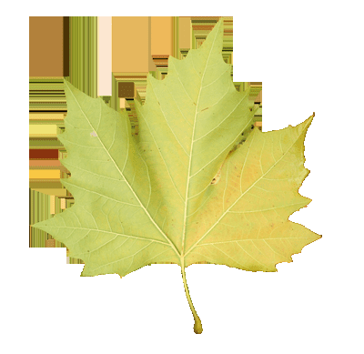 如何能够在ps中设计制作非常有趣的秋季树叶字?