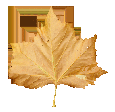 如何能够在ps中设计制作非常有趣的秋季树叶字?