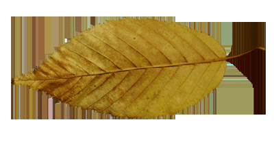 如何能够在ps中设计制作非常有趣的秋季树叶字?