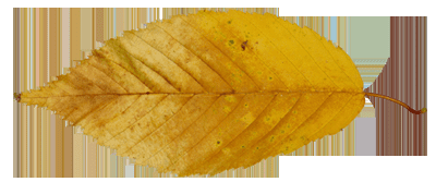 如何能够在ps中设计制作非常有趣的秋季树叶字?