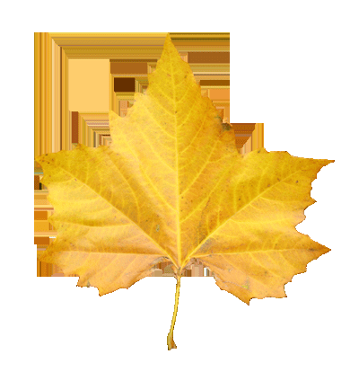 如何能够在ps中设计制作非常有趣的秋季树叶字?