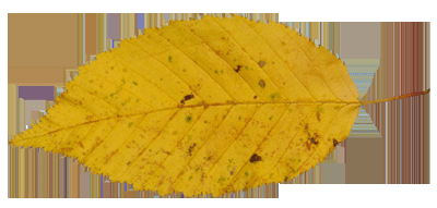 如何能够在ps中设计制作非常有趣的秋季树叶字?