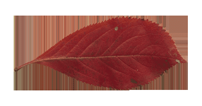 如何能够在ps中设计制作非常有趣的秋季树叶字?