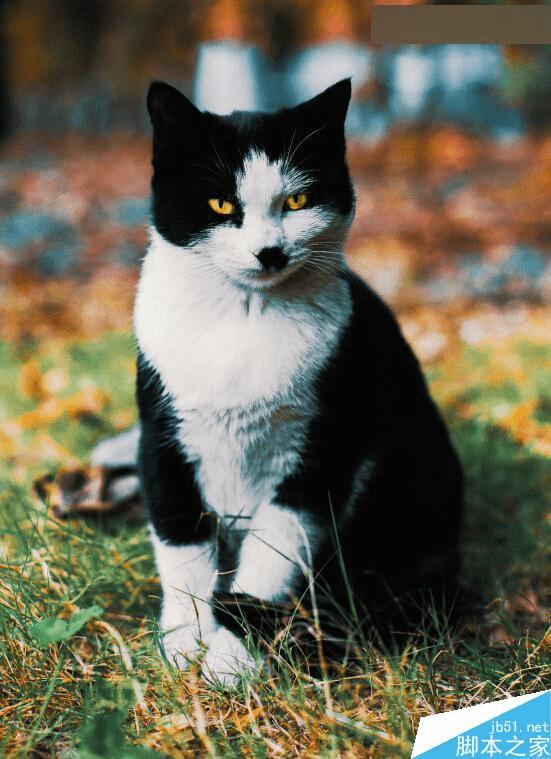 ôʹPhotoshop 3DLUTͨ͸èͼƬ