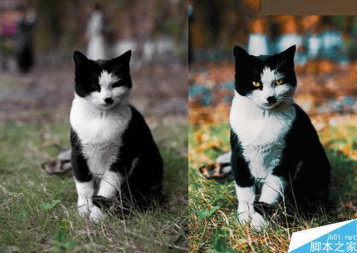 ôʹPhotoshop 3DLUTͨ͸èͼƬ