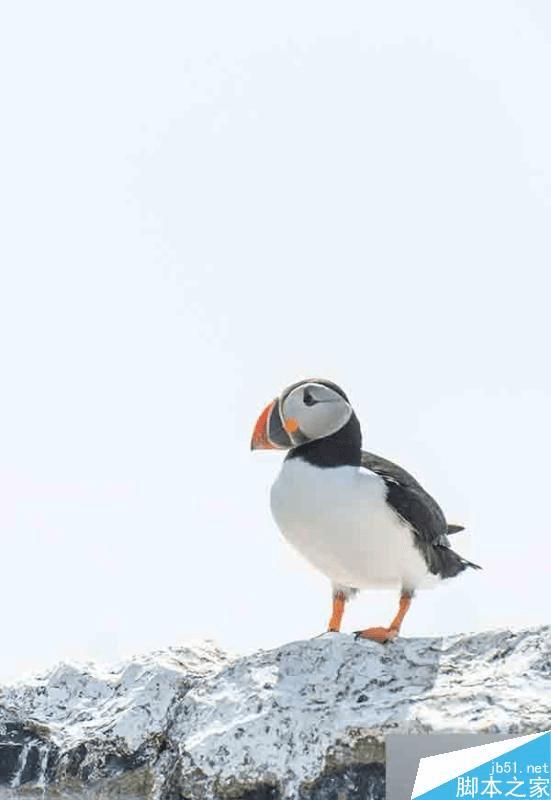 如何在PS中识别工具?