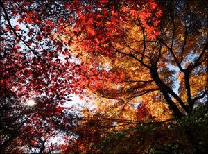 �����Ӱ��ѧϰ����