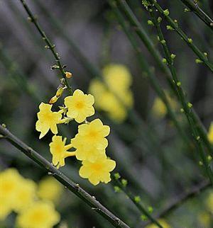 ���㻨�ܵļ��ɴ�ȫ