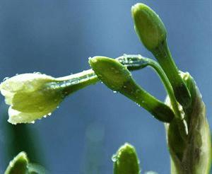 ���㻨�ܵļ��ɴ�ȫ