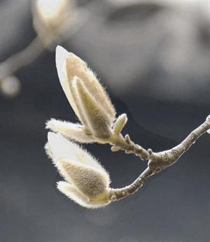 ���㻨�ܵļ��ɴ�ȫ