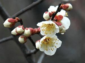 ���㻨�ܵļ��ɴ�ȫ