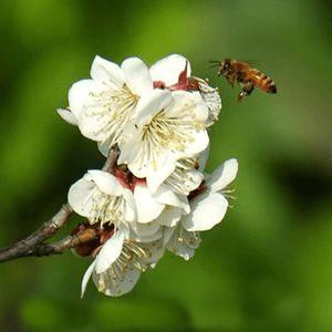 ���㻨�ܵļ��ɴ�ȫ