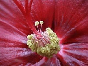 ���㻨�ܵļ��ɴ�ȫ