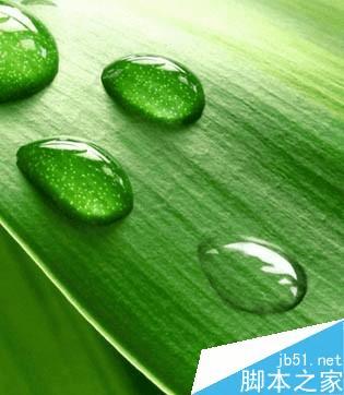 怎么样在ps中制作逼真的绿叶上小水珠?