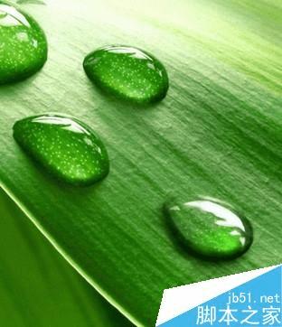 怎么样在ps中制作逼真的绿叶上小水珠?