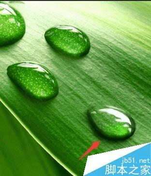 怎么样在ps中制作逼真的绿叶上小水珠?