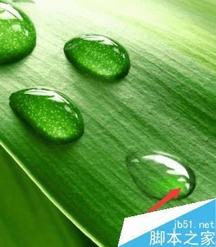 怎么样在ps中制作逼真的绿叶上小水珠?