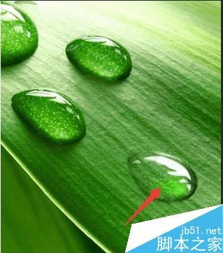 怎么样在ps中制作逼真的绿叶上小水珠?