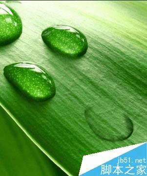 怎么样在ps中制作逼真的绿叶上小水珠?