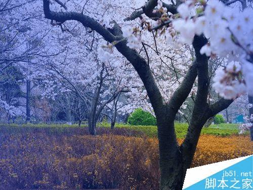 怎么样在PS中将风景照调出温馨梦幻效果?