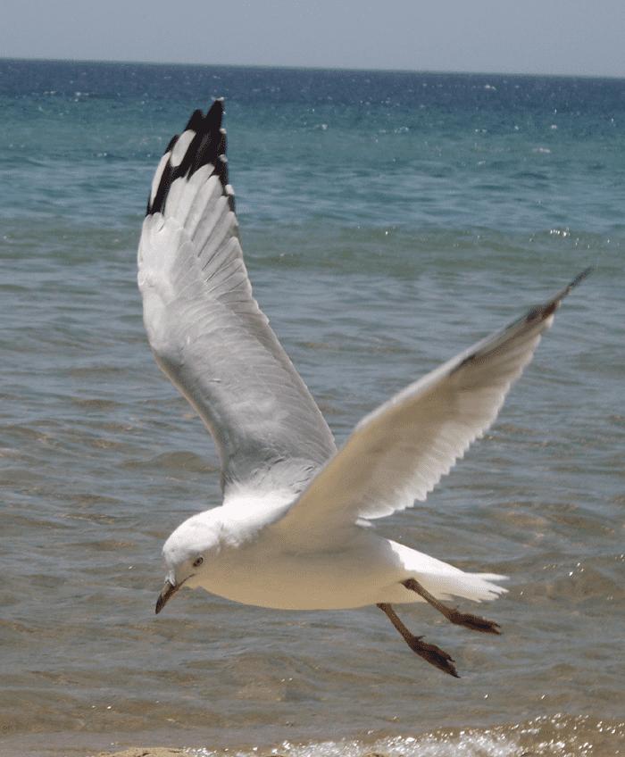 怎么样在PS中合成水底穿越的唯美场景?