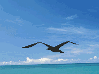 ôʹFireworksGIFͼƬ