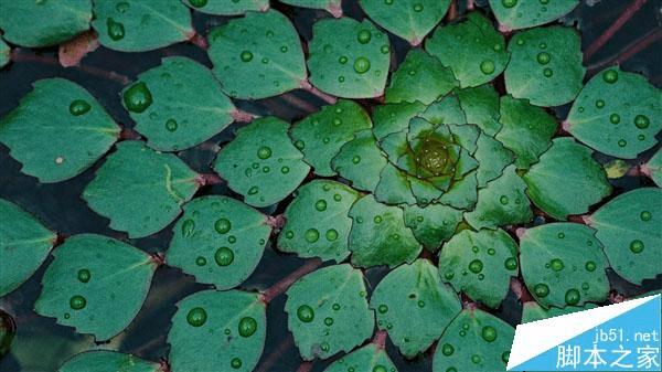 ôWin10 Build 10558Ԥȫֽ