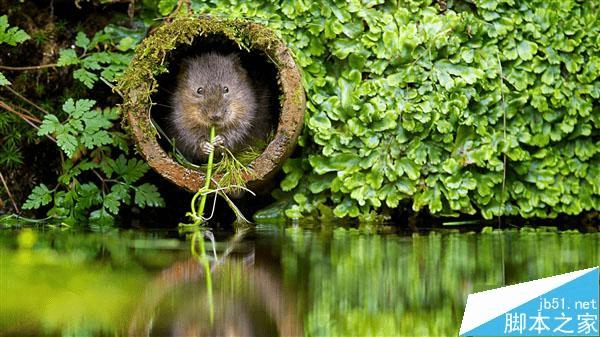 ôWin10 Build 10558Ԥȫֽ