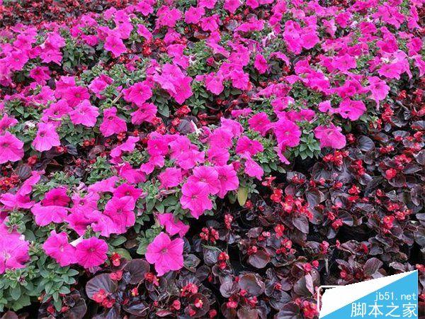 华为P9和LG G5的拍照性能的对比介绍