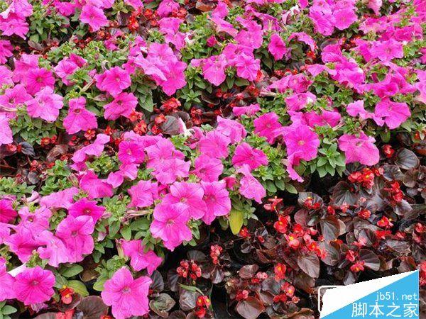 华为P9和LG G5的拍照性能的对比介绍