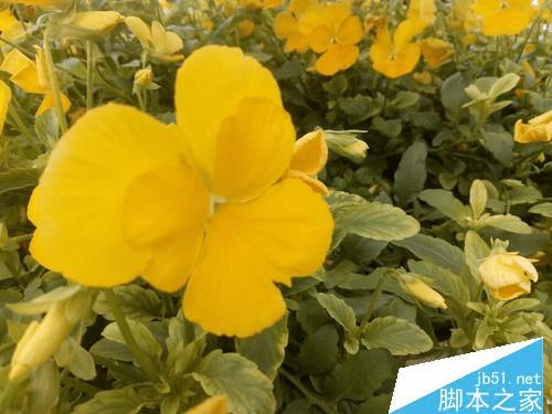 中兴Blade A2的属性如何?