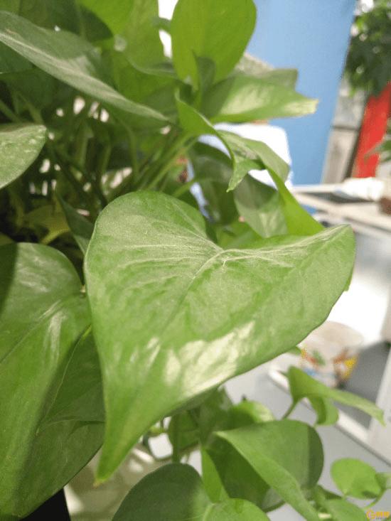 华为G9 Plus的性能鉴定及评测