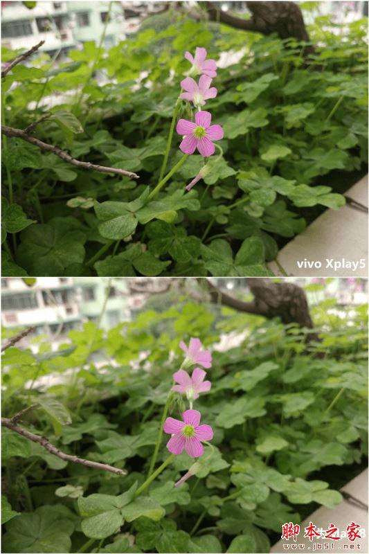 vivo Xplay5ͻΪMate8Ĳͬ