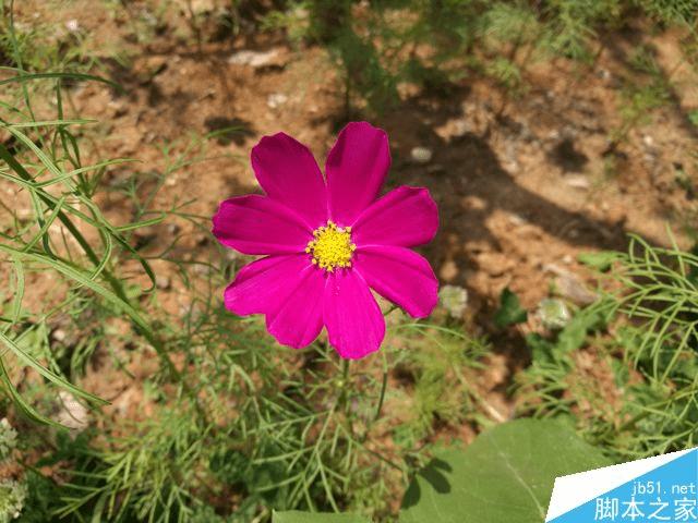 荣耀V8实际拍照性能如何?